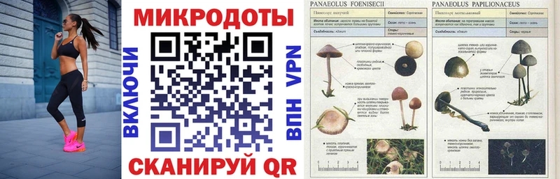 KRAKEN зеркало  Покачи  Галлюциногенные грибы Psilocybine cubensis 